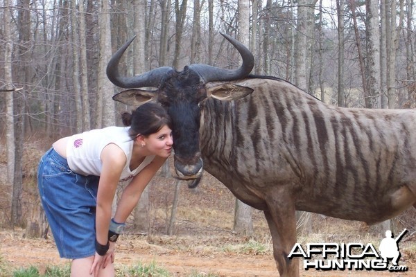 Pet Blue Gnu (Blue Wildebeest)