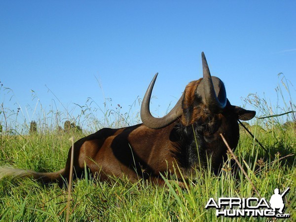 Black Wildebeest on the Highveld