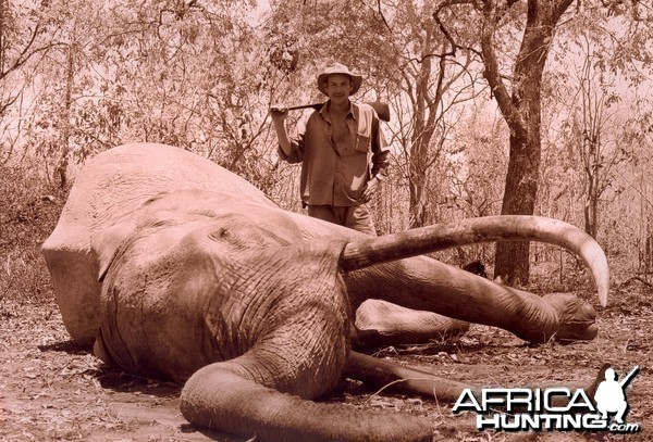 Hunting Elephant in Tanzania, 244 cm