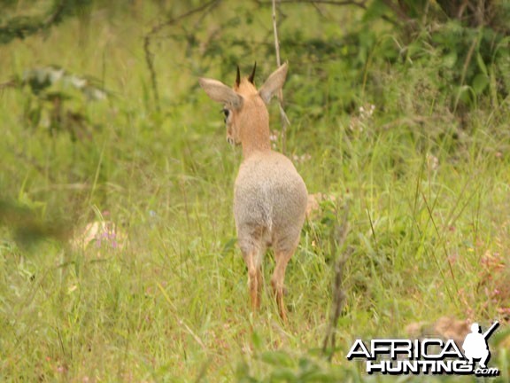 Damara Dik-Dik