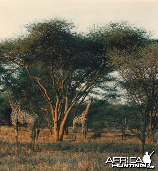 Giraffe Zimbabwe