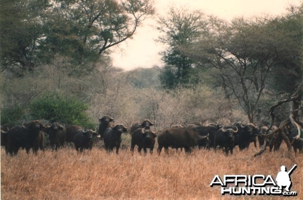 Buffalo Zimbabwe