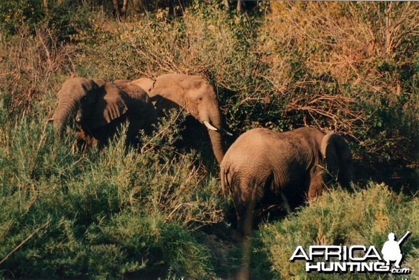 Elephant Zimbabwe