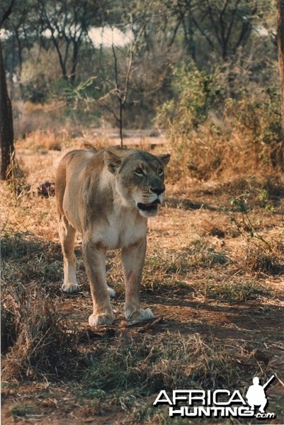 Lioness Zimbabwe