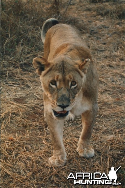 Lioness Zimbabwe