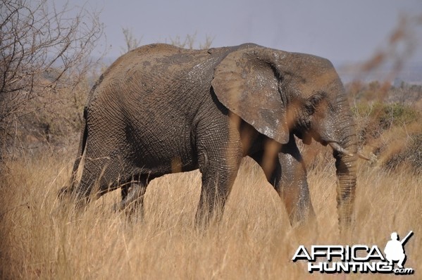 Strolling Elephant