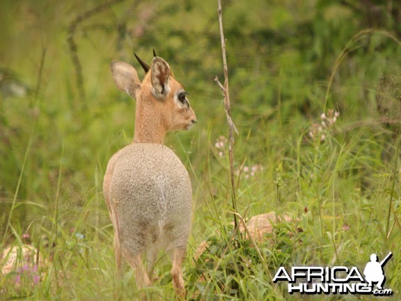 Damara Dik-Dik