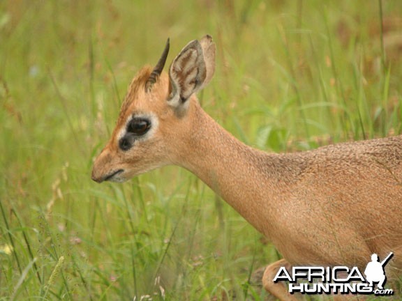 Damara Dik-Dik