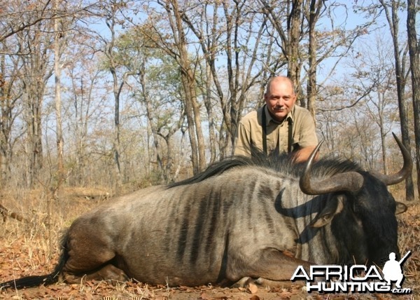 Nice wildebeest