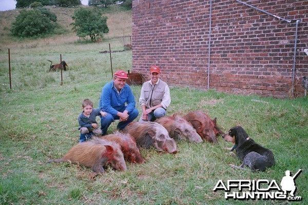 Bushpig hunted in Mpumalanga over hounds