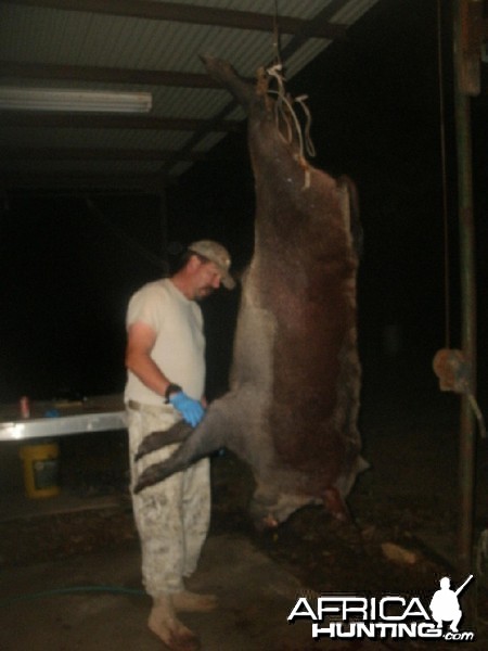 Texas Wild Boar hunt