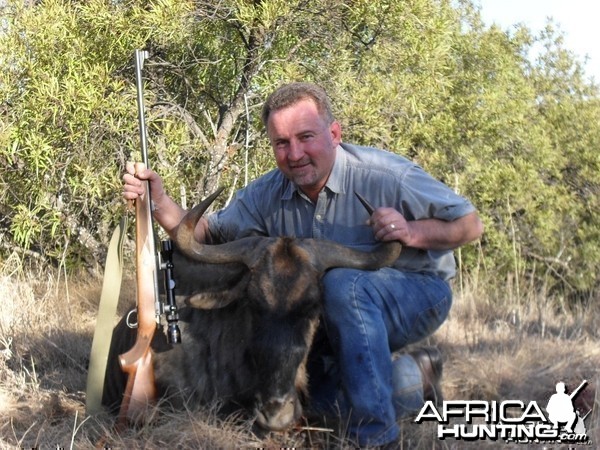 Hunting Blue Wildebeest South Africa