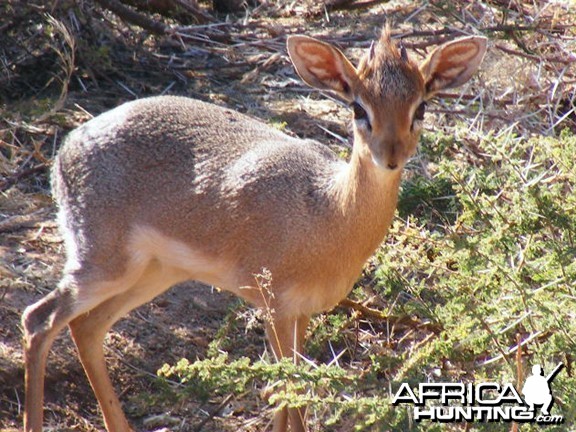 Damara Dik-Dik