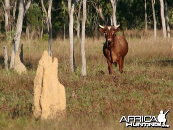 Wild Oxen, Arnhemland, Australia