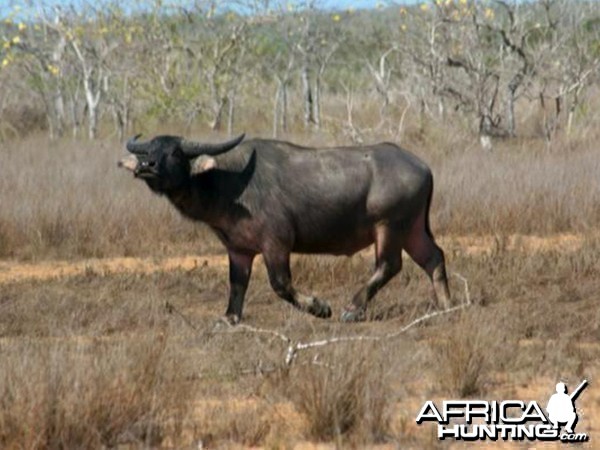 Asiatic buffalo bull, Arnhemland, Australia