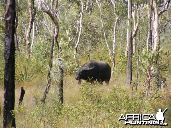 Asiatic buffalo bull, Arnhemland, Australia