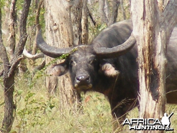 Asiatic buffalo bull, Arnhemland, Australia