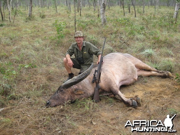 Asiatic buffalo bull, Arnhemland, Australia