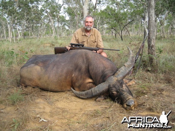 Asiatic buffalo bull, Arnhemland, Australia