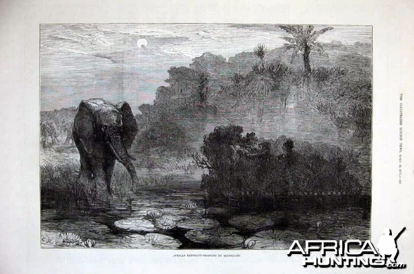 Hunting Elephant, 1877