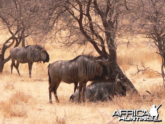 Blue Wildebeest