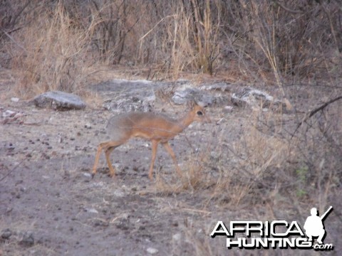 Damara Dik Dik