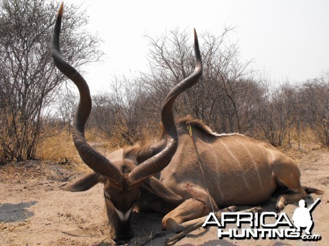 Kudu Bull Namibia