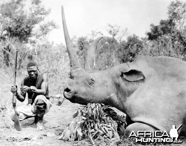 White Rhinoceros taken in Congo Belge by Herbert Lang, 1912