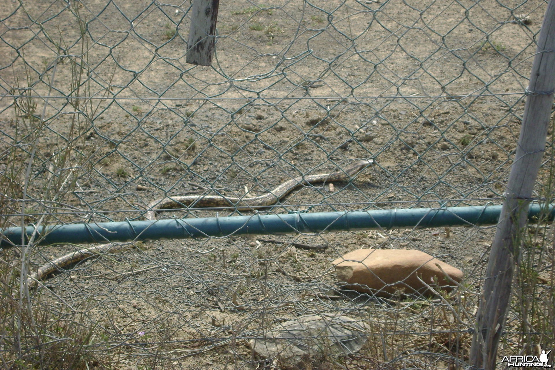 Cape Cobra