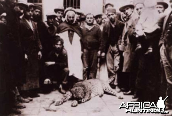 Hunting Leopard, Algeria circa 1930