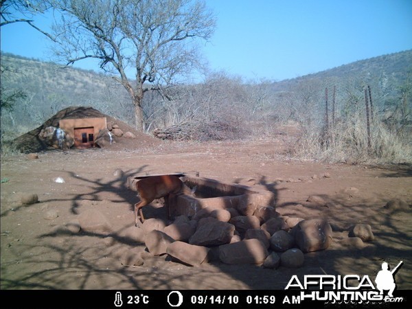 Red Duiker Zululand