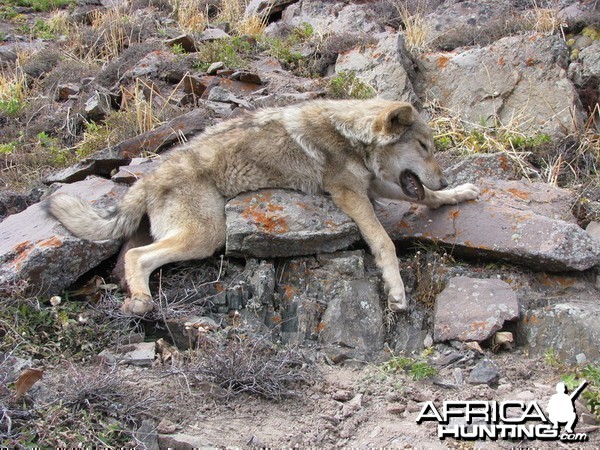 Hunting in Kyrgyzstan