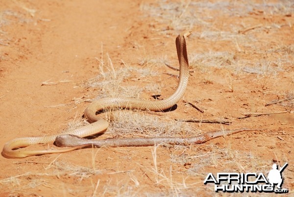 spitting cobra