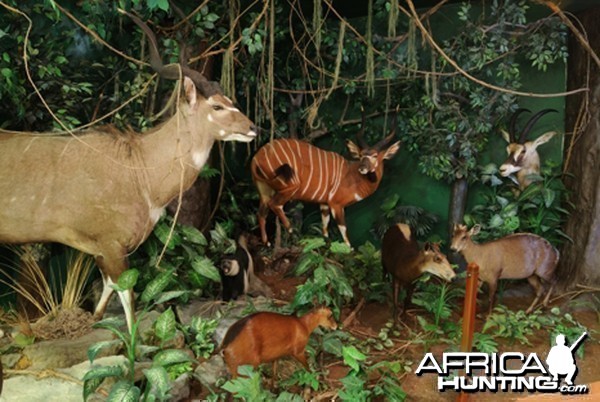 Africa Diorama at the Keszthely Hunting Museum by Bela Hidvegi