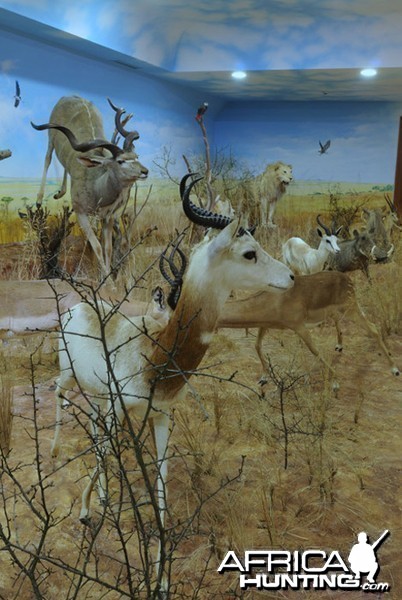 Africa Diorama at the Keszthely Hunting Museum by Bela Hidvegi