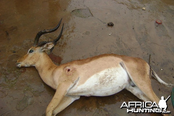 Impala hunt Eastern Cape SA