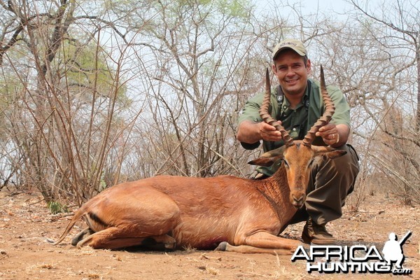 Impala hunted in Zimbabwe