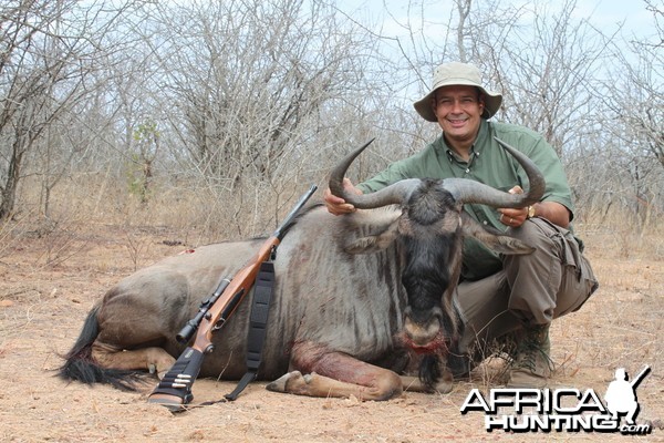 Blue Wildebeest hunted in Zimbabwe