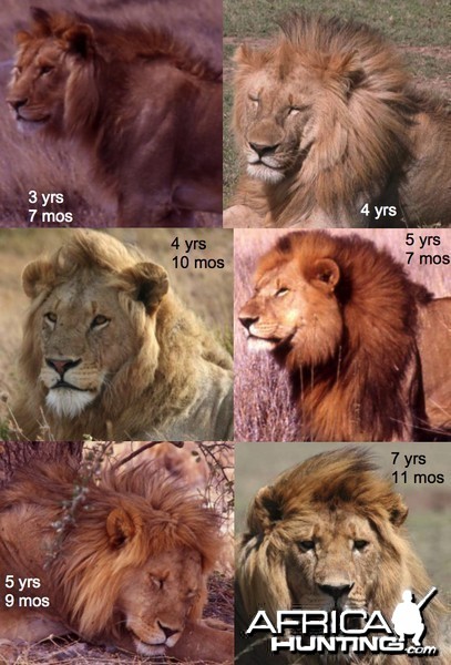 Known-aged Lion males from the Serengeti