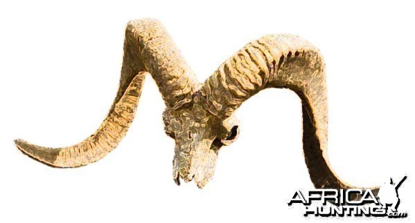 Marco Polo Sheep Skull