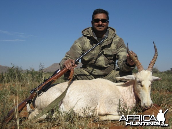 White Blesbok Northern Cape SA