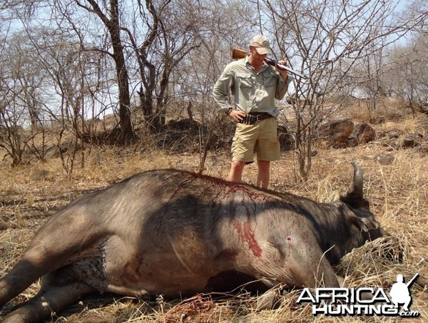 Buffalo hunted in Zimbabwe