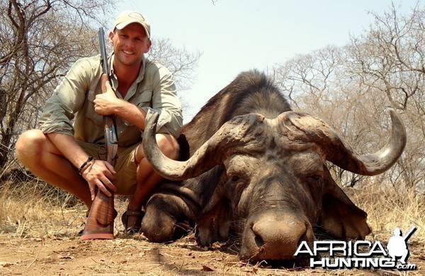 Buffalo hunted in Zimbabwe