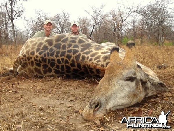 Giraffe hunted in Zimbabwe