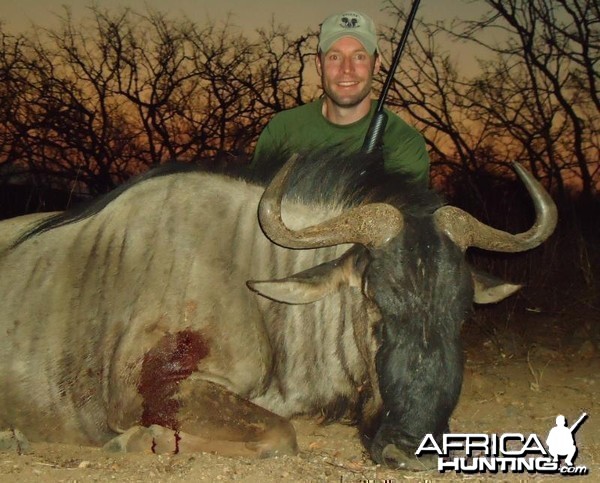 Wildebeest hunted in Zimbabwe