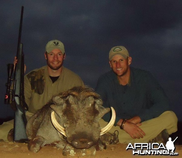 Warthog hunted in Zimbabwe