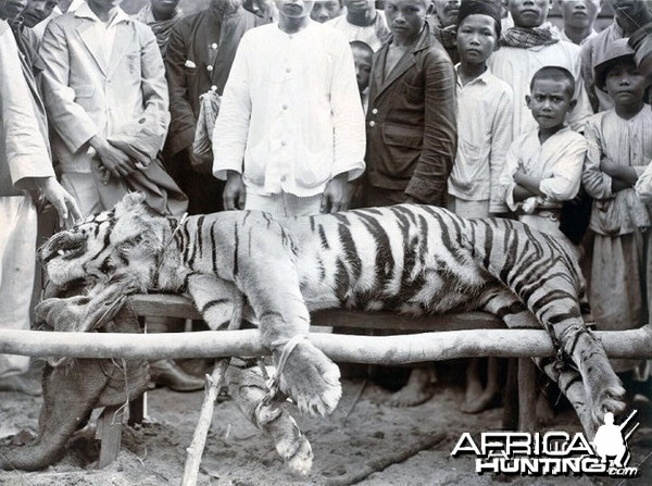 Chuka Man Eating Tiger in Sibolga, Sumatra