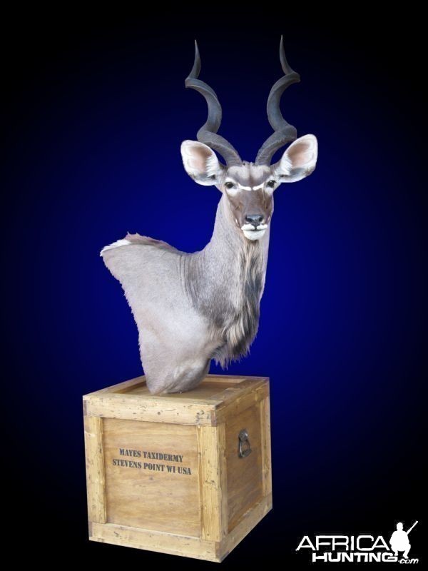 Kudu shoulder mount pedestal on old-fashioned shipping crate