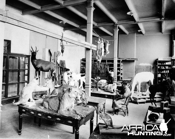 Taxidermist at Work on Roosevelt Safari Specimens