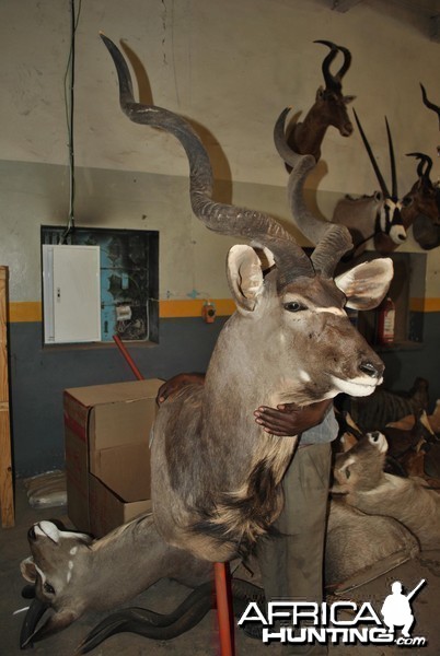 My Kudu at the taxidermist in SA